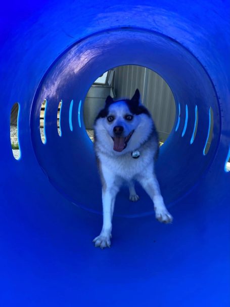 Dog Playing at Briggs Republic In Tunnel Tube